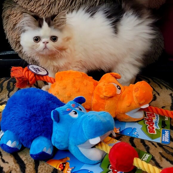 Dog Toy Hungry Hungry Hippos w Squeak and Rope Yellow Color Ea. New! - Picture 4 of 6